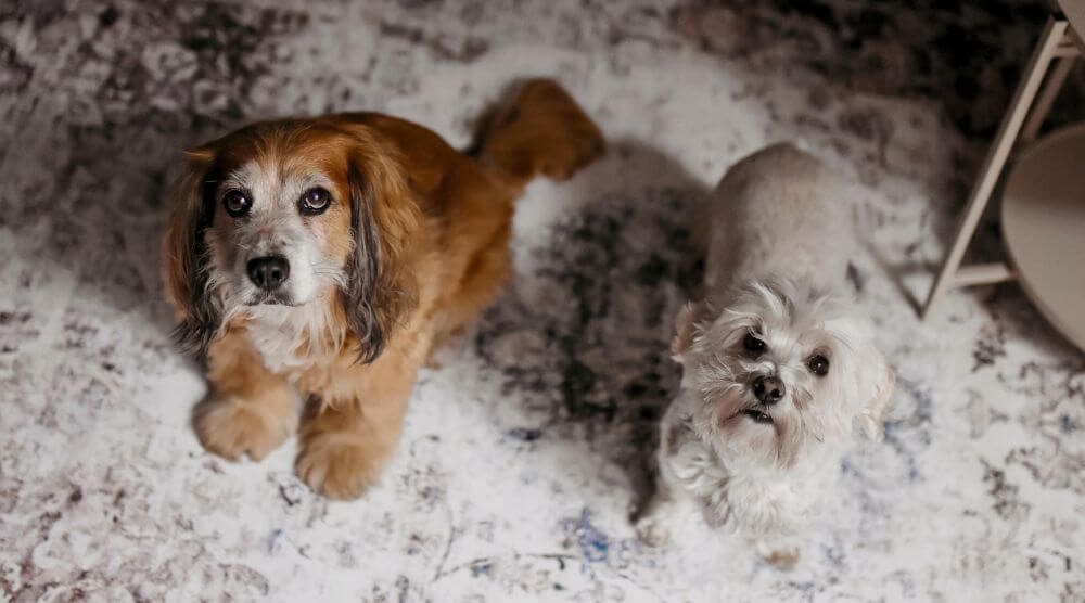 tapetes que permitem animais de estimação