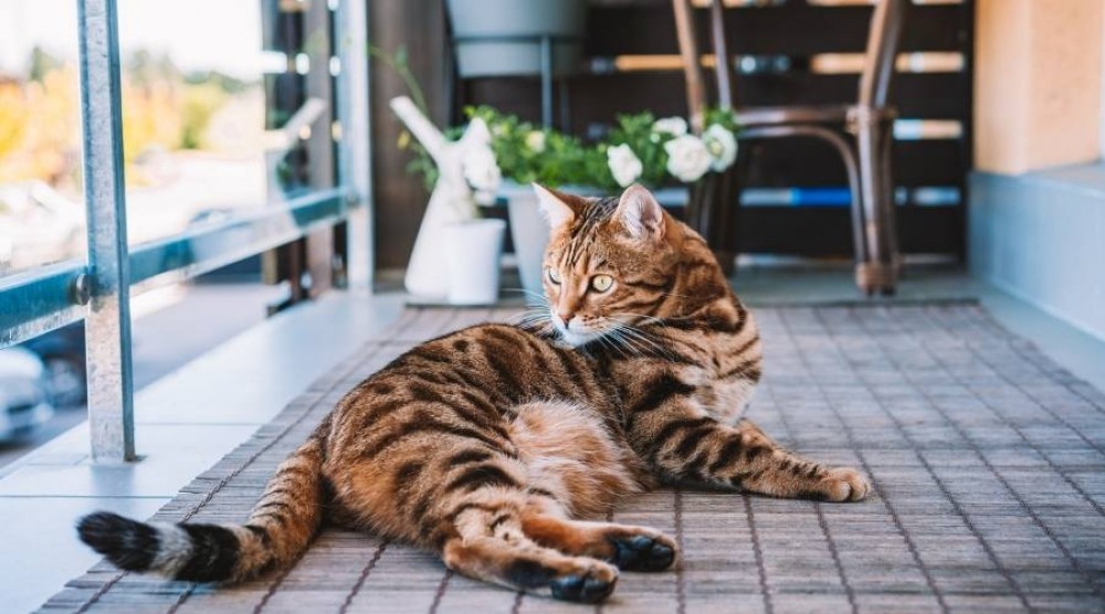 Como arrumar uma varanda para um gato?