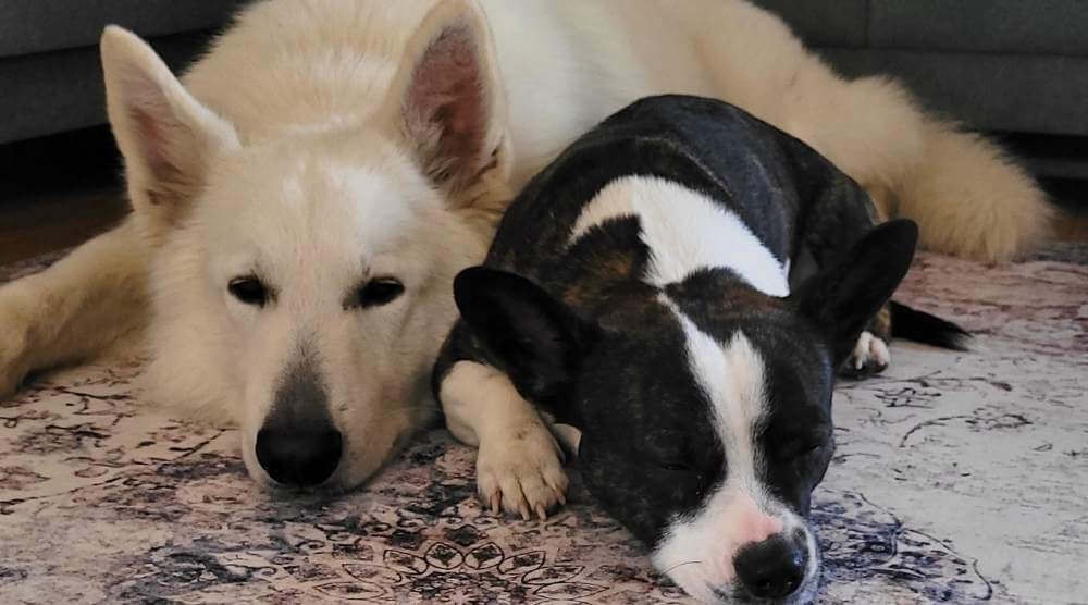 tapetes que permitem animais de estimação