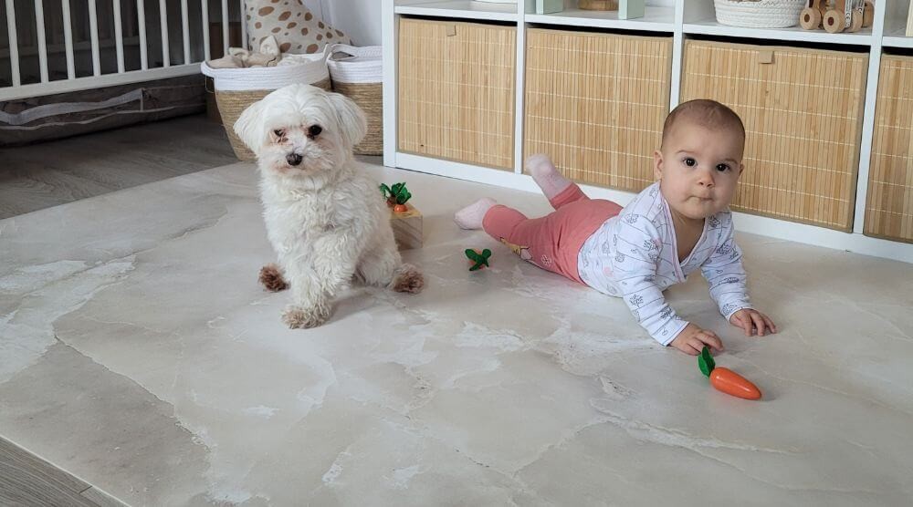 tapetes que permitem animais de estimação